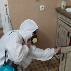 Дезинфекция от муравьев в квартире в Новороссийске